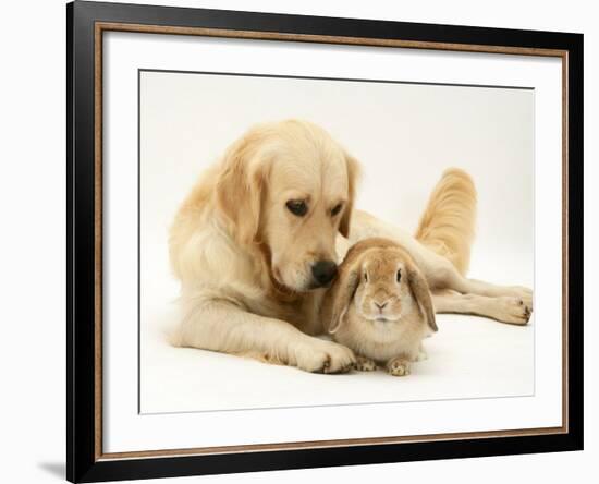 Golden Retriever Smelling Sandy Lop Rabbit-Jane Burton-Framed Photographic Print