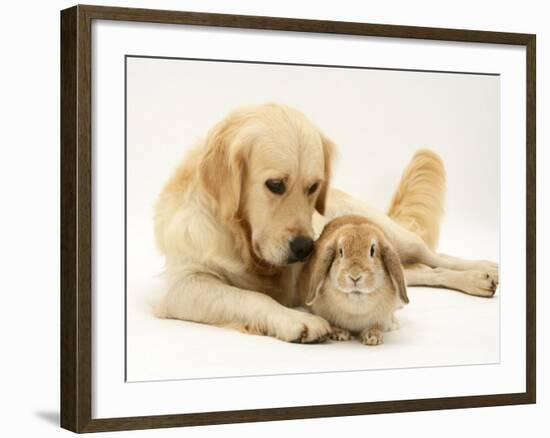 Golden Retriever Smelling Sandy Lop Rabbit-Jane Burton-Framed Photographic Print