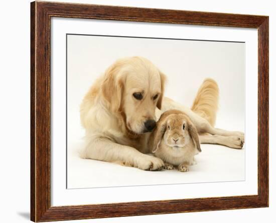 Golden Retriever Smelling Sandy Lop Rabbit-Jane Burton-Framed Photographic Print