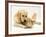 Golden Retriever Smelling Sandy Lop Rabbit-Jane Burton-Framed Photographic Print