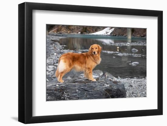 Golden retriever standing at water's edge during spring thaw-Lynn M. Stone-Framed Photographic Print