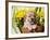 Golden Retriever Waiting at Obedience Competition-Zandria Muench Beraldo-Framed Photographic Print