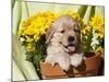 Golden Retriever Waiting at Obedience Competition-Zandria Muench Beraldo-Mounted Photographic Print