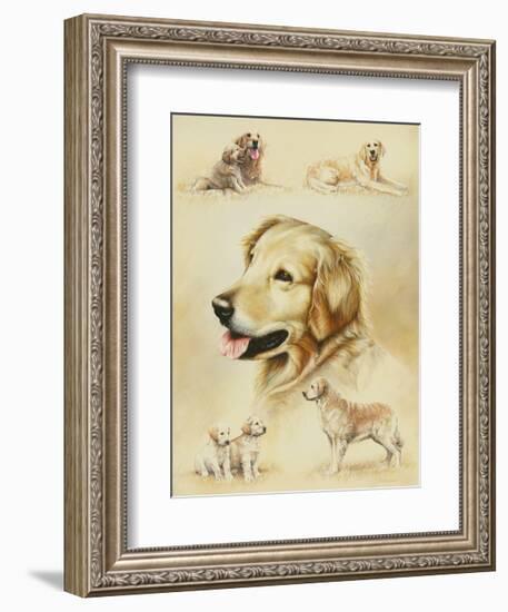 Golden Retriever-Libero Patrignani-Framed Art Print