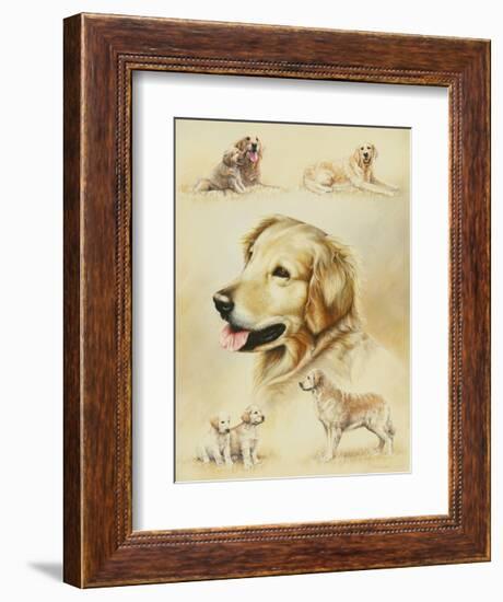 Golden Retriever-Libero Patrignani-Framed Art Print