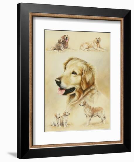 Golden Retriever-Libero Patrignani-Framed Art Print