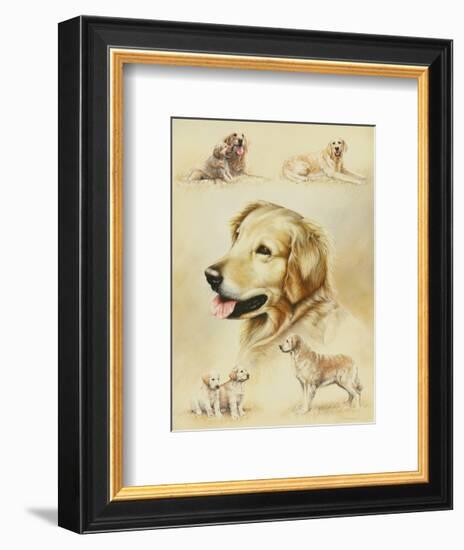 Golden Retriever-Libero Patrignani-Framed Art Print