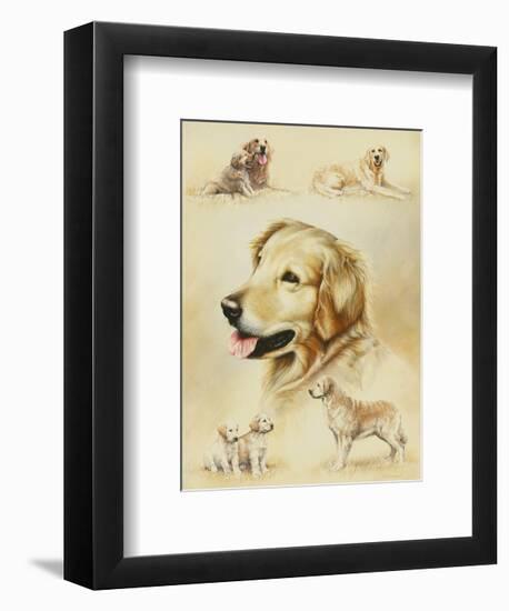 Golden Retriever-Libero Patrignani-Framed Art Print