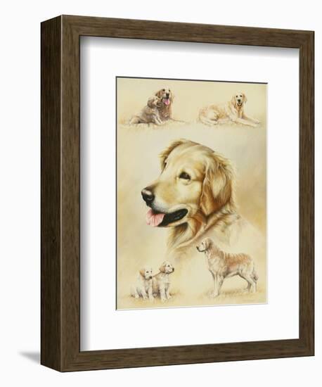 Golden Retriever-Libero Patrignani-Framed Art Print