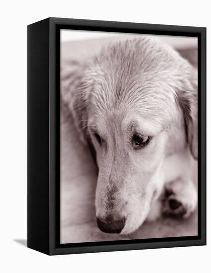 Golden Retriever-Bill Varie-Framed Premier Image Canvas