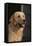 Golden Retriever-DLILLC-Framed Premier Image Canvas