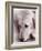 Golden Retriever-Bill Varie-Framed Photographic Print