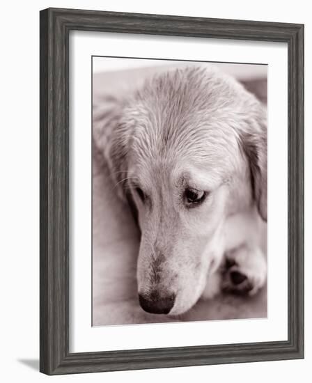 Golden Retriever-Bill Varie-Framed Photographic Print