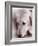 Golden Retriever-Bill Varie-Framed Photographic Print