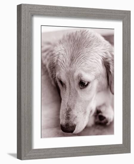 Golden Retriever-Bill Varie-Framed Photographic Print