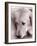 Golden Retriever-Bill Varie-Framed Photographic Print