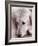 Golden Retriever-Bill Varie-Framed Photographic Print