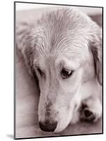 Golden Retriever-Bill Varie-Mounted Photographic Print
