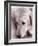 Golden Retriever-Bill Varie-Framed Photographic Print