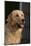 Golden Retriever-DLILLC-Mounted Photographic Print