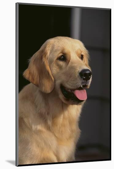 Golden Retriever-DLILLC-Mounted Photographic Print