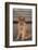 Golden Retriever-DLILLC-Framed Photographic Print