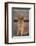 Golden Retriever-DLILLC-Framed Photographic Print