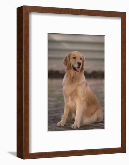 Golden Retriever-DLILLC-Framed Photographic Print