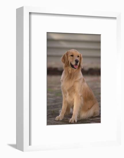 Golden Retriever-DLILLC-Framed Photographic Print