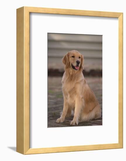 Golden Retriever-DLILLC-Framed Photographic Print