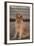 Golden Retriever-DLILLC-Framed Photographic Print