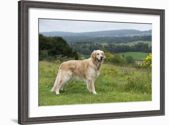 Golden Retriever-null-Framed Photographic Print