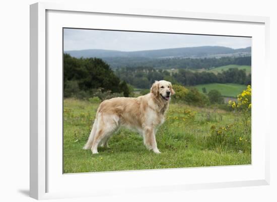 Golden Retriever-null-Framed Photographic Print