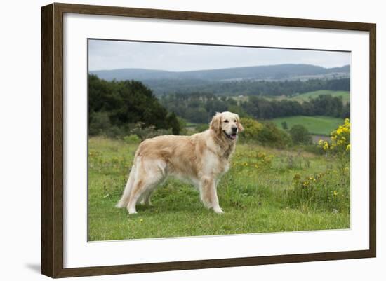 Golden Retriever-null-Framed Photographic Print