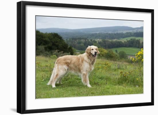 Golden Retriever-null-Framed Photographic Print