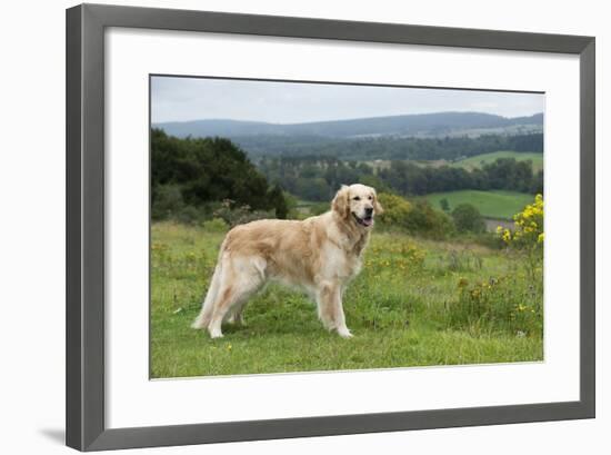 Golden Retriever-null-Framed Photographic Print