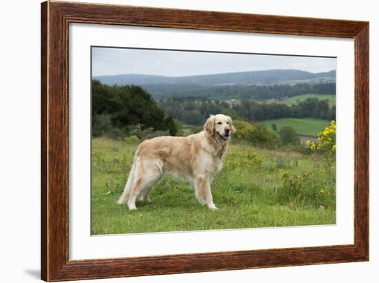 Golden Retriever-null-Framed Photographic Print