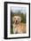 Golden Retriever-Lynn M^ Stone-Framed Photographic Print