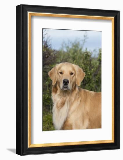 Golden Retriever-Lynn M^ Stone-Framed Photographic Print