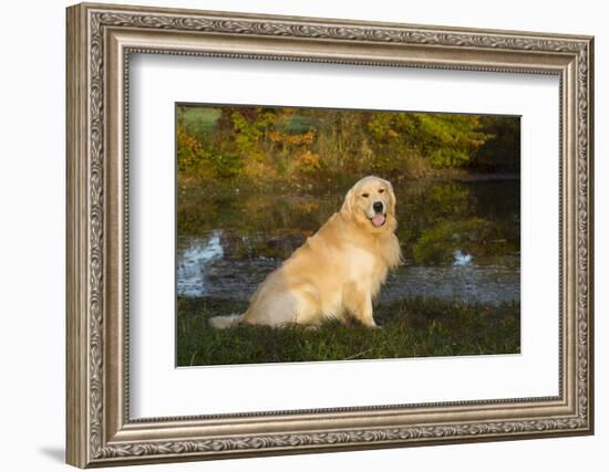 Golden Retriever-Lynn M^ Stone-Framed Photographic Print