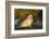 Golden Retriever-Lynn M^ Stone-Framed Photographic Print