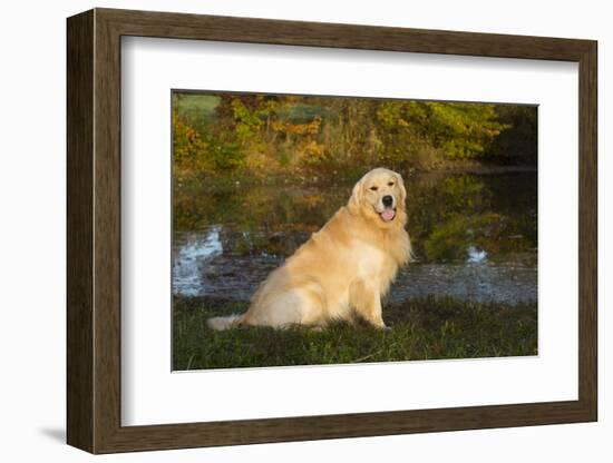 Golden Retriever-Lynn M^ Stone-Framed Photographic Print