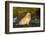 Golden Retriever-Lynn M^ Stone-Framed Photographic Print