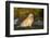 Golden Retriever-Lynn M^ Stone-Framed Photographic Print