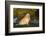 Golden Retriever-Lynn M^ Stone-Framed Photographic Print