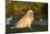 Golden Retriever-Lynn M^ Stone-Mounted Photographic Print