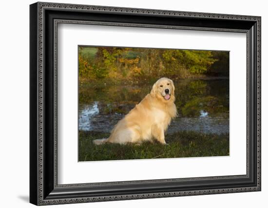 Golden Retriever-Lynn M^ Stone-Framed Photographic Print