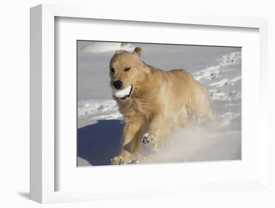 Golden Retriever-Lynn M^ Stone-Framed Photographic Print