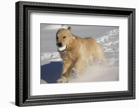 Golden Retriever-Lynn M^ Stone-Framed Photographic Print