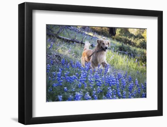 Golden Retriever-Lynn M^ Stone-Framed Photographic Print